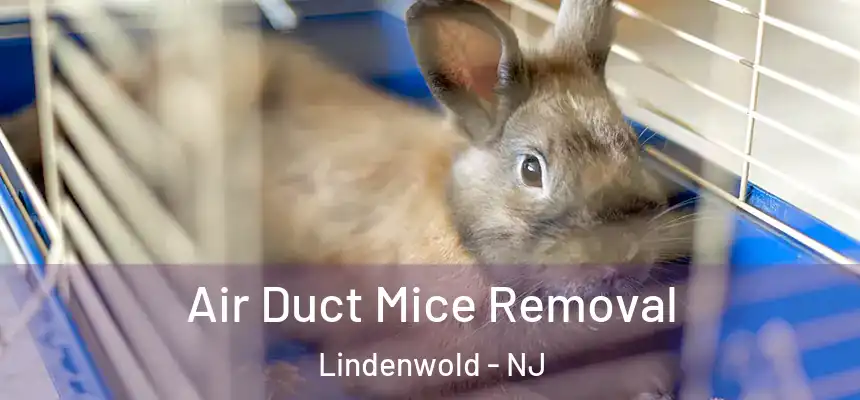  Air Duct Mice Removal Lindenwold - NJ